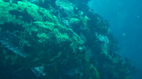 Close up hed of a giant grouper 動画素材 33091021