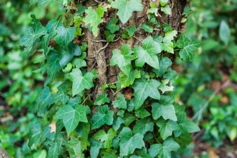Close-up of Hedera helix or common ivy leaves around tree trunk Stock Photos