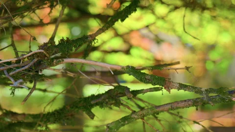 Close-Up of Hedge Branches with Green Moss and Blurred Meadow Background Stock Footage 320201894