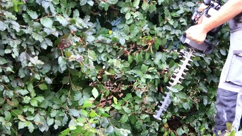 Close Up hedge Cutting And Trimming with sound Stock Footage 163982489