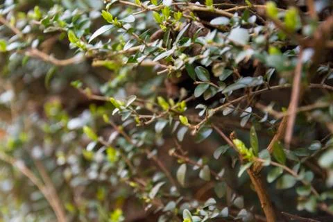 Close up of a hedge Stock Photos
