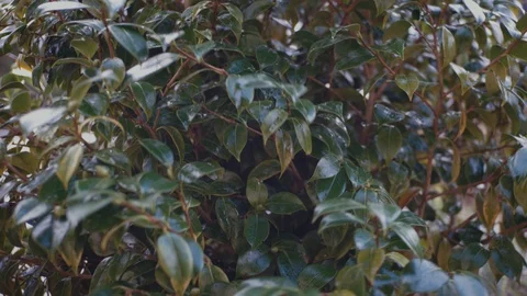 Close up of hedge in stormy wind Stock-Footage 123082924