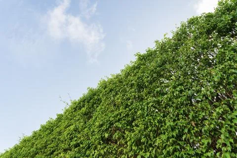 Close-up of a hedge under the sky background in Miami, Florida Stock Photos