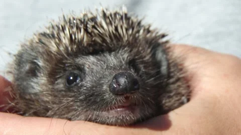 Close up hedgehog face looking at camera in human palm Stock Footage 315703615