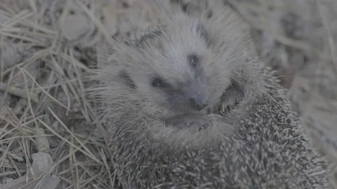 A close up of a hedgehog Stock Footage 151832853