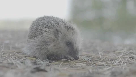 A close up of a hedgehog Stock Footage 151832947