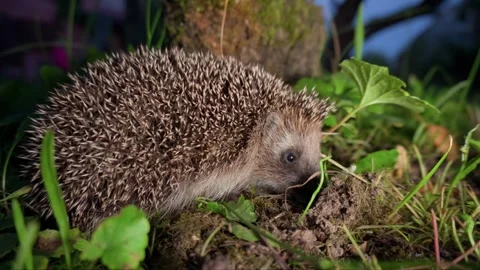 Close-up of a hedgehog in the grass. evening time. Stock Footage 297782890