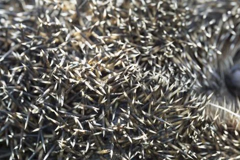 Close up of hedgehog needles texture Stock Photos