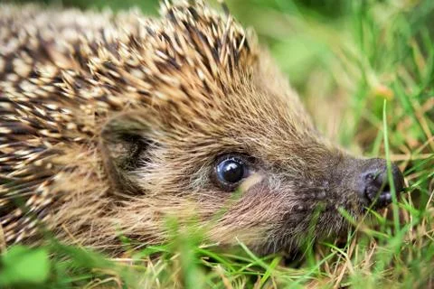 Close up of a hedgehog Stock Photos
