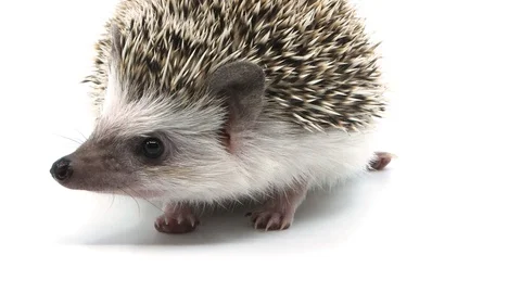 Close up of hedgehog sniffing Stock-Footage 105461881