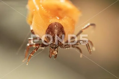 A close up of a hedgehog tick with yellow body Stock Image #231981391