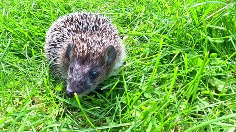 Close up hedgehog walking on green grass in daylight Stock Footage 322684294