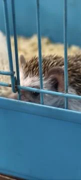 Close‑up of a hedgehog’s face peeking through the bars 스톡 사진