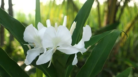 Close up of Hedychium coronarium flower Stock Footage 273073522