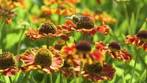 Close up of Helenium 'Bandera' (also called Mariachi™ 'Bandera') Stock Footage 344550868