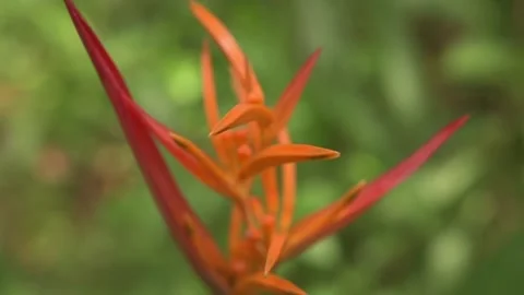 CLOSE UP OF HELICONIA IN FOREST AREA HANDHELD 2 動画素材 209156995