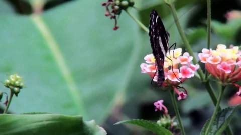 Close Up of Heliconiinia butterfly. Stock Footage 83092203