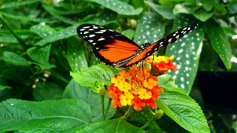 Close-up of a Heliconius hecale, 4k Stock Footage 130069719