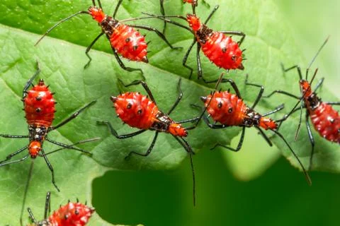 Close-Hemiptera red Stock Photos
