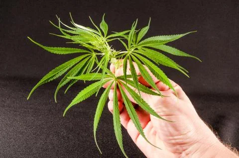 Close up of hemp buds Stock Photos