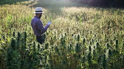 Close up of hemp farmer inspecting cannabis field at sunset Stock Photos