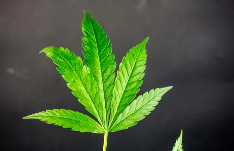 Close up of Hemp leaf against dark chalkboard Stock Photos