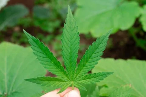 Close-up of a hemp leaf. 写真素材