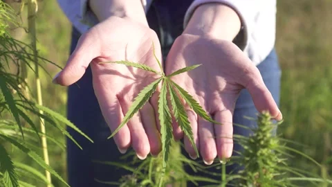 Close up of a hemp leaf in a woman's hands Stock Footage 141042111