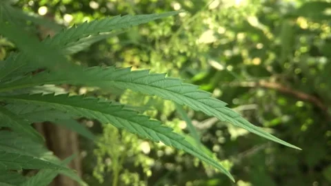 Close-up hemp leaves sway in the wind. sunny day and green leaves Video stock 202323404