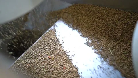 Close Up Of Hemp Seeds Being Sorted With An Industrial Machinery. high Stock Footage 157816967