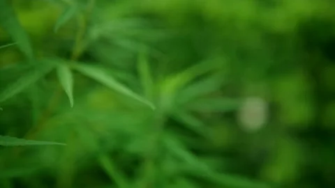 Close-up hemp is swaying in 4k slow motion Stock-Footage 134458401