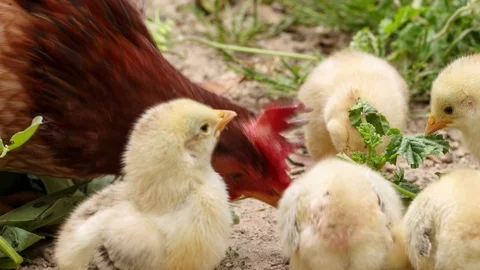 Close-up of hen and its yellow newborn chicks pecking for feed at courtyard Stock Footage 90621574