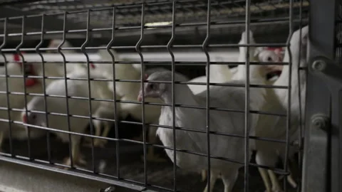 Close Up Of Hen Birds Kept In Cage For Eggs Production At Poultry Factory Stock Footage 255132313