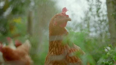 Close-up Hen / Chicken with blurry bushes in the front 動画素材 201738778