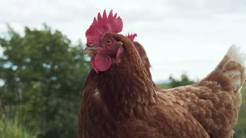 Close-up hen Looking around in the middle of nature 動画素材 202184546