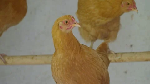 Close-up of a hen in an old coop on a farm. Slow motion. Vídeos de archivo 314583953