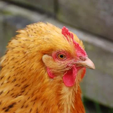 Close up of Hen Stockfoto's