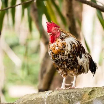 Close up of a hen relaxing Stock Photos