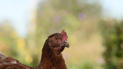 Close up of hen walking on green lawn. Chicken on an organic farm. Stock Footage 308321468