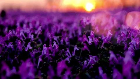 Up Close Henbit In Spring At Sunset Missouri Animated Cinemagraph Stock Footage 271314875