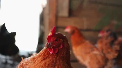Close-up of a hen's head seriously looking around, poultry in a chicken coop Video stock 195005038