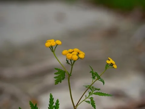 Close up of a herb common tansy Stock Photos