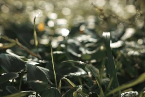 Close-up of herb in a garden Stock Photos