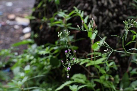Close-up herbaceous plant showcasing tiny purple flowers and buds against a.. Stock Photos