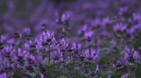 Close up herbit Stock Footage 35654535