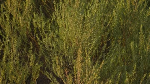 Close-Up of Herbs Blowing in the Wind Stock Footage 315986895