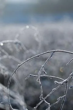 Close-up of herbs plants weeds covered with frost Stock Photos