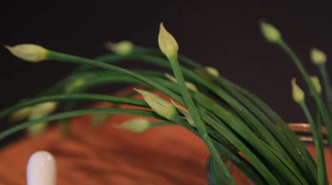 Close up - Herbs02 Stock Footage 37410706