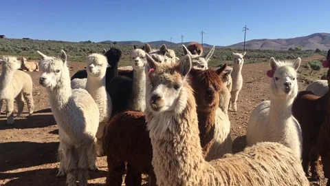 Close up herd of alpacas HD Stock-Footage 95949835