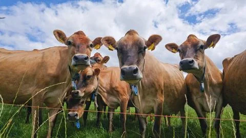 Close Up Herd Of Curious Brown Jersey Dairy Cows In Green Pasture Farmland Stock Photos